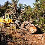 Tractor moving a logged tree.