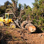 Moving the Logged Tree