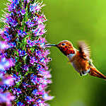 “Hummingbird hovering by a flower sucks the nectar through its long pointed beak.”
