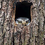 Close-up of a northern hawk-owl’s yellow eyes and curved beak peeping out of a tree hollow.
