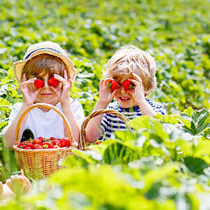 Two little sibling kids boys having fun on strawberry farm in summer. Children, cute twins eating healthy organic food, fresh berries as snack. Kids helping with harvest.